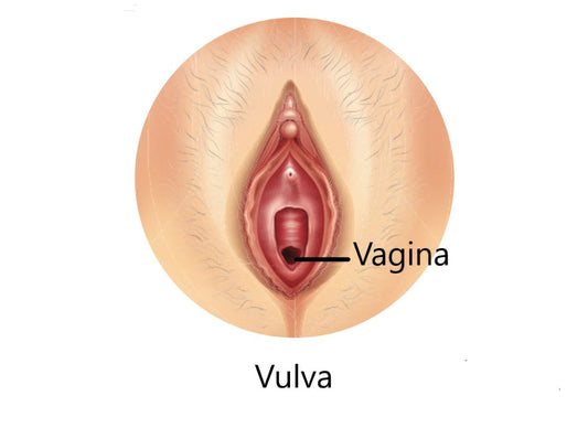 Anatomische illustratie van het verschil tussen vulva en vagina bij informatief artikel over vrouwelijke anatomie