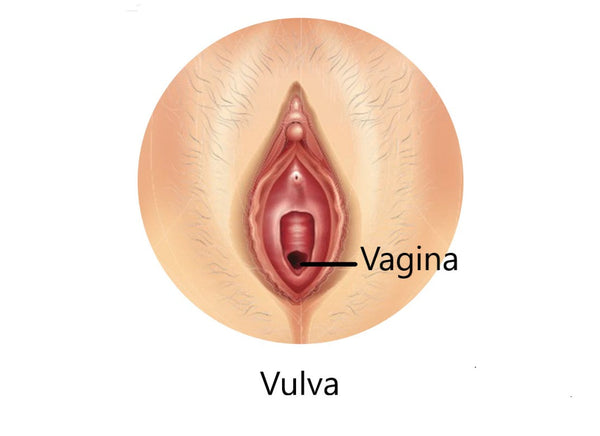 Anatomische illustratie van het verschil tussen vulva en vagina bij informatief artikel over vrouwelijke anatomie
