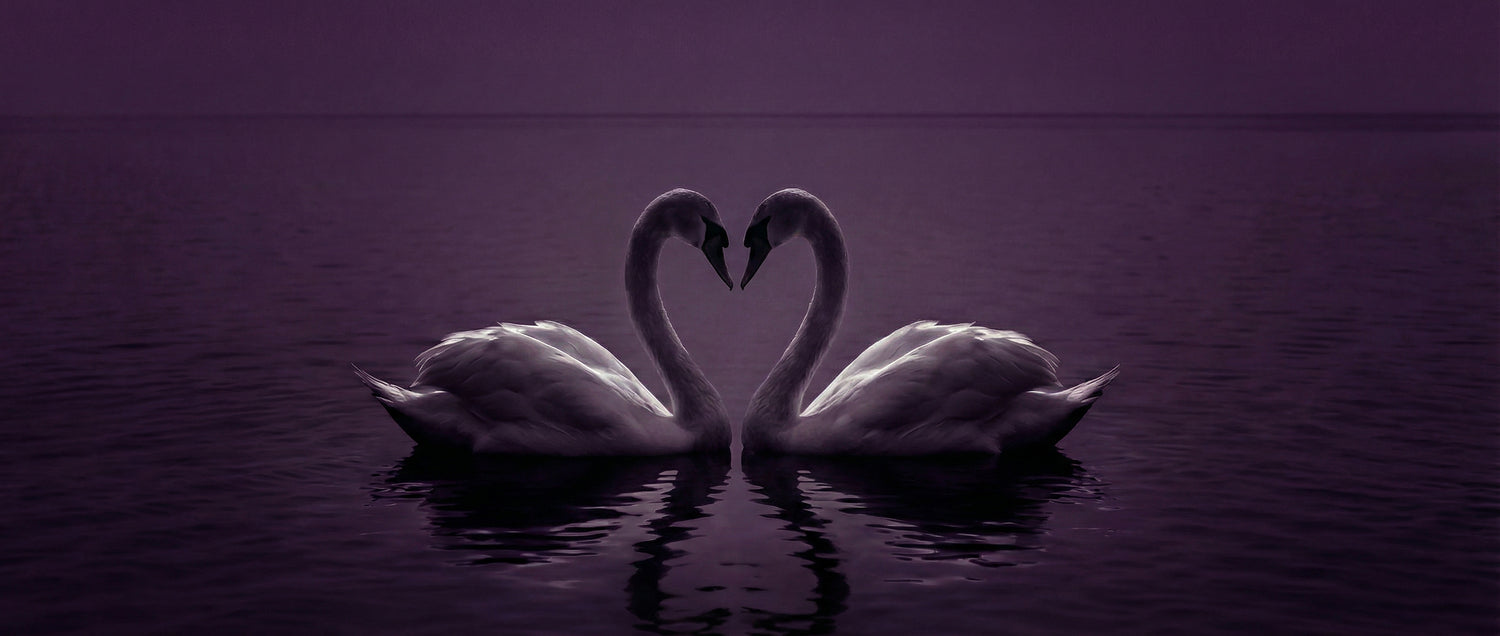 2 zwanen hoofdfoto de paarse keizerin webwinkel